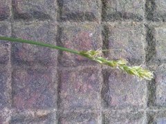 Carex muricata pairae