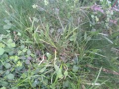 Carex muricata pairae