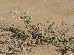 Atriplex glauca ifniensis