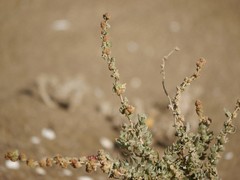 Atriplex glauca ifniensis