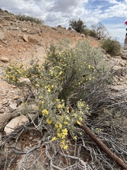 Coleogyne ramosissima