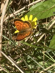 Lycaena 'canterbury common copper'