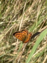 Lycaena 'canterbury common copper'