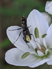 Clanoptilus abdominalis