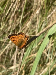 Lycaena 'canterbury common copper'
