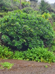 Echium acanthocarpum image