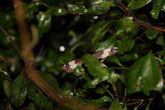 Erebus terminitincta