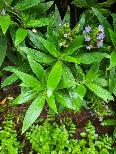 Image of Echium acanthocarpum by (c) Jacek Pietruszewski, some rights reserved (CC BY)