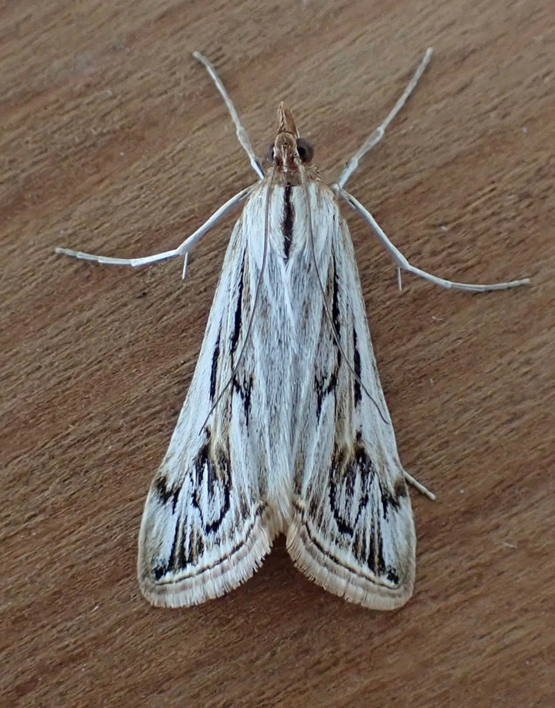 Loxostege oberthuralis