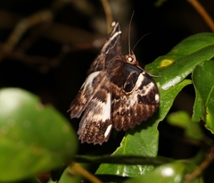 Erebus terminitincta