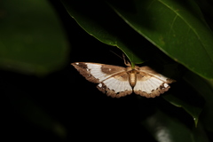 Erebus terminitincta