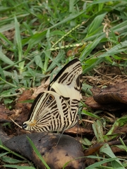 Colobura dirce