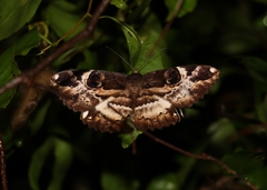 Erebus terminitincta