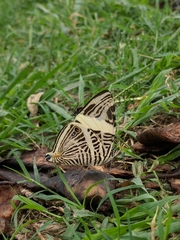 Colobura dirce