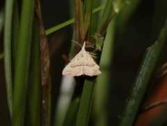 Trigonistis