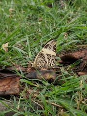 Colobura dirce