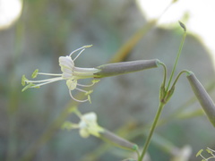 Silene frivaldskyana