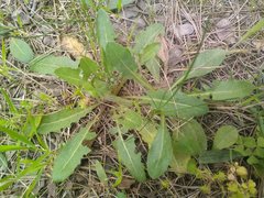 Crepis vesicaria taraxacifolia