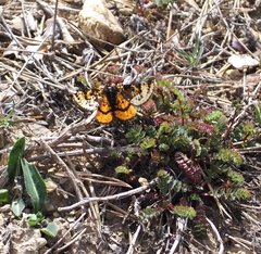 Eurranthis plummistaria