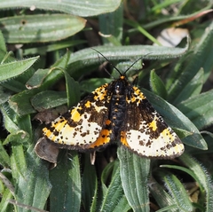 Eurranthis plummistaria