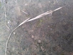 Brachypodium sylvaticum sylvaticum