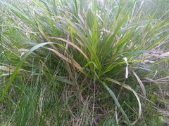 Brachypodium sylvaticum sylvaticum