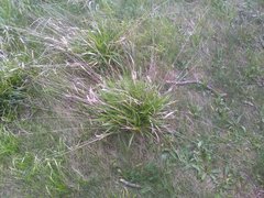 Brachypodium sylvaticum sylvaticum