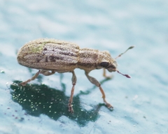 Sitona macularius