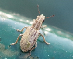 Sitona macularius