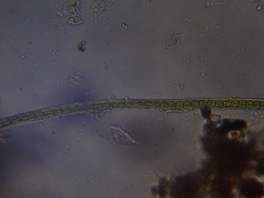 Ulothrix
