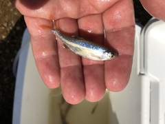 Lythrurus umbratilis