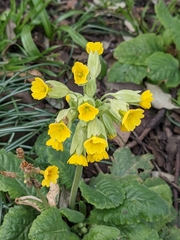 Primula veris