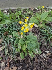 Primula veris