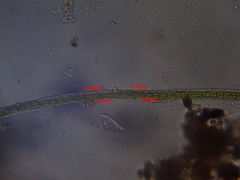 Ulothrix