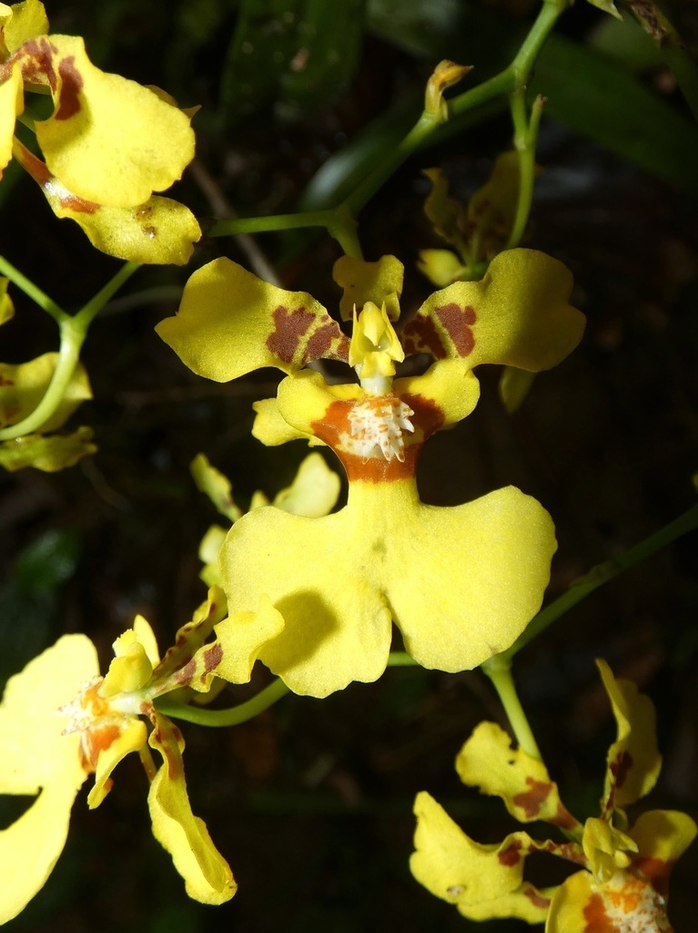 Oncidium nebulosum