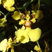 Oncidium nebulosum - Photo (c) Kai Squires, algunos derechos reservados (CC BY), subido por Kai Squires