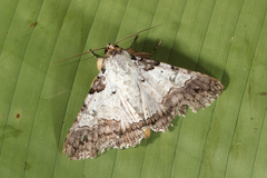 Orodesma fearni