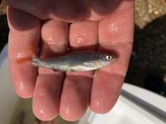 Lythrurus umbratilis