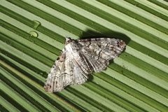 Orodesma pulverosa