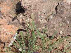 Lotus herbaceus gracilis