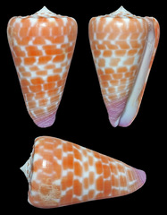 Conus tessulatus