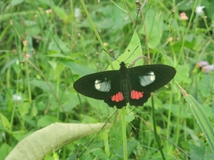 Parides erithalion