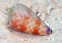 Conus tessulatus