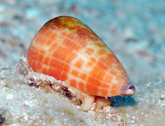 Conus tessulatus