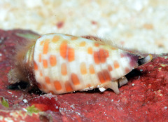 Conus tessulatus