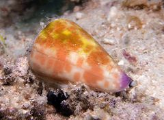 Conus tessulatus