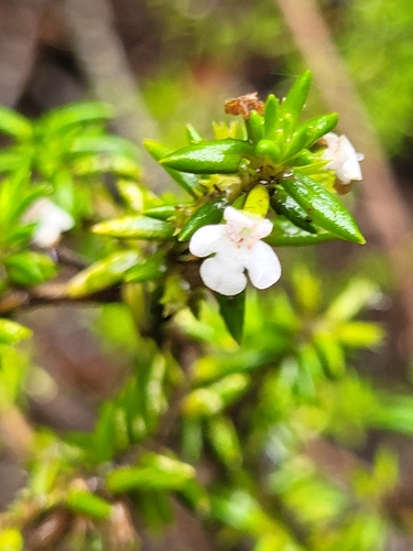 La Gomera Island Whitweed (Micromeria gomerensis)