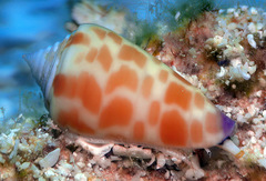 Conus tessulatus