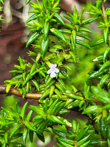 Image of Micromeria gomerensis by (c) Jacek Pietruszewski, some rights reserved (CC BY)