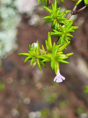 Image of Micromeria gomerensis by (c) Jacek Pietruszewski, some rights reserved (CC BY)